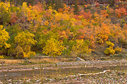 Fall color along the Virgin River - Zion National Park