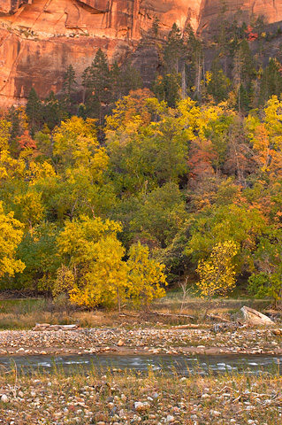 Fall color and the Virgin River. Zion National Park - October 28, 2006.