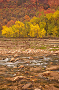 The Virgin River and final fall color - Zion National Park