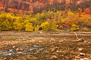Fall color clings to the cliffs behind the Virgin River - Zion National Park