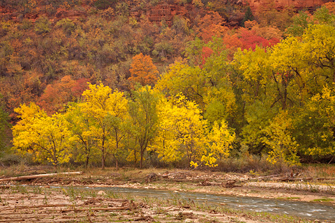 The fall color fades away at Big Bend. Zion National Park - October 28, 2007.
