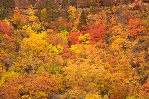 Fall color at Big Bend. Zion National Park - October 28, 2007.