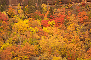Fall color at Big Bend - Zion National Park