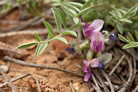 Silverleaf Milkvetch (Astragalus argophyllus). Zion National Park - May 17, 2010.