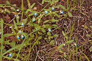 Blue-eyed Mary (Collinsia parviflora) - Zion National Park