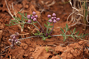 Purplenerve Springparsley (Cymopterus multinervatus) - Zion National Park