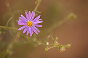 Hoary Tansyaster (Dieteria canescens) - Zion National Park