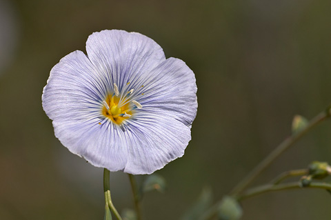Blue Flax (Linum perenne). Zion National Park - May 29, 2005.