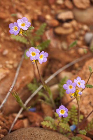 Fremont's Phacelia (Phacelia fremontii). Zion National Park - April 16, 2010.