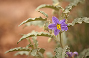 Silverleaf Nightshade (Solanum elaeagnifolium) - Zion National Park