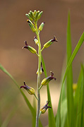 Heartleaf Twistflower (Streptanthus cordatus) - Zion National Park
