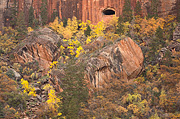 Fall color beneath the Zion-Mount Carmel Tunnel - Zion National Park