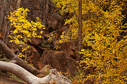 Fall color at the Canyon Junction - Zion National Park