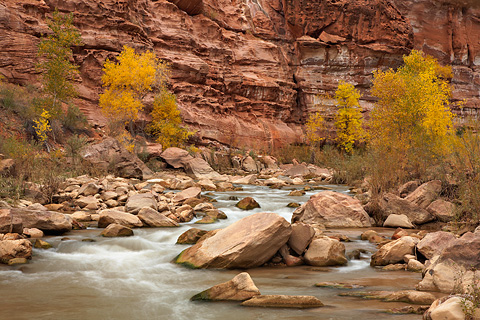 Fall color along the Virgin River. Zion National Park - October 30, 2007.