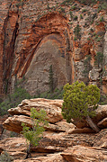 A blind arch opposite the Canyon Overlook trail - Zion National Park