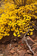Yellow - Zion National Park