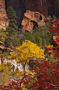 Fall color along the Lower Emerald Pools Trail - Zion National Park