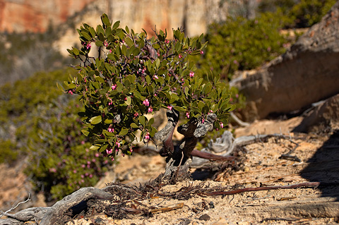 Mexican Manzanita (Arctostaphylos pungens). Zion National Park - March 12, 2005.