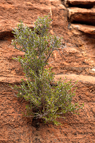 Utah Juniper (Juniperus osteosperma). Zion National Park - April 6, 2007.