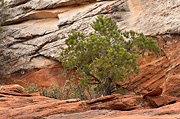 Singleleaf Pinyon (Pinus monophylla) - Zion National Park