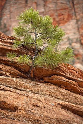 Ponderosa Pine (Pinus ponderosa). Zion National Park - April 6, 2007.