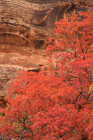 Fall color and the canyon walls. Zion National Park - October 28, 2007.