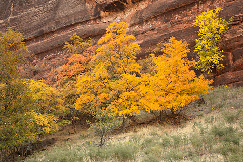Bigtooth Maples and a Velvet Ash. Zion National Park - October 28, 2007.