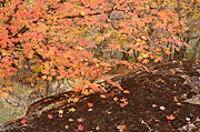 Fall color below The Great White Throne - Zion National Park