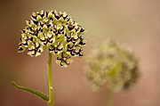 Spider Milkweed (Asclepias asperula) - Zion National Park