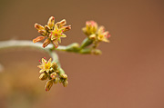 Winged Buckwheat (Eriogonum alatum) - Zion National Park