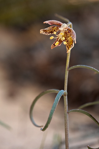 Leopard Lily (Fritillaria atropurpurea). Zion National Park - May 15, 2010.