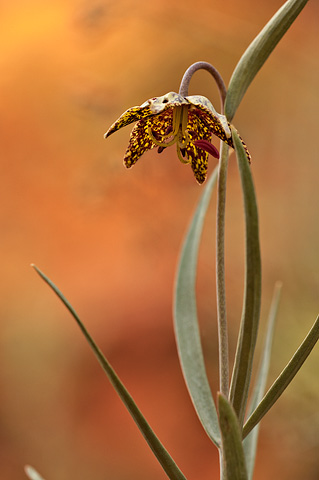 Leopard Lily (Fritillaria atropurpurea). Zion National Park - May 16, 2010.