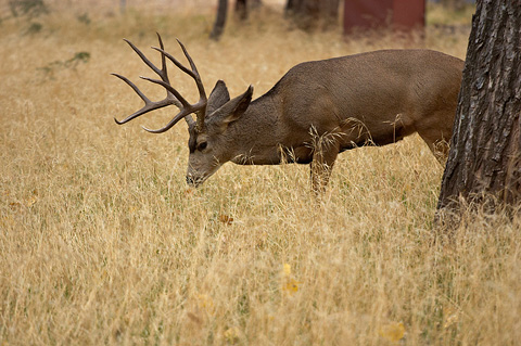 Mule Deer (Odocoileus hemionus). Zion National Park - November 6, 2005.