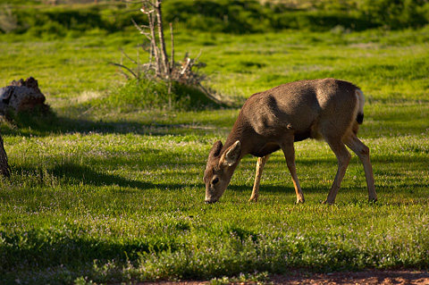 Mule Deer (Odocoileus hemionus). Zion National Park - March 11, 2005.