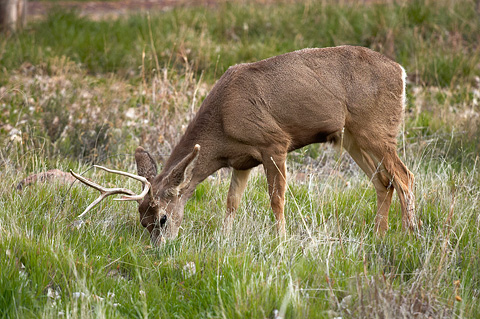 Mule Deer (Odocoileus hemionus). Zion National Park - March 12, 2005.