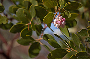 Mexican Manzanita (Arctostaphylos pungens) - Zion National Park