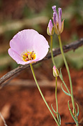 Winding Mariposa Lily (Calochortus flexuosus) - Zion National Park