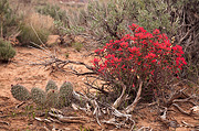 Northwestern Paintbrush (Castilleja angustifolia) - Zion National Park