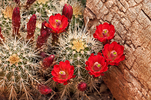 Scarlet Hedgehog Cactus (Echinocereus coccineus). Zion National Park - April 24, 2008.