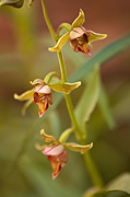 Stream Orchid (Epipactis gigantea) - Zion National Park