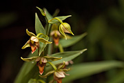 Stream Orchid (Epipactis gigantea) - Zion National Park