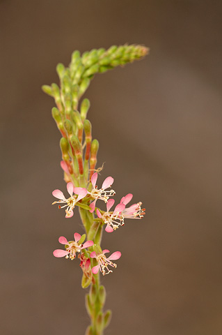 Small Flowered Gaura (Gaura parviflora). Zion National Park - June 4, 2010.
