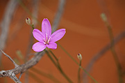 Showy Rushpink (Lygodesmia grandiflora) - Zion National Park