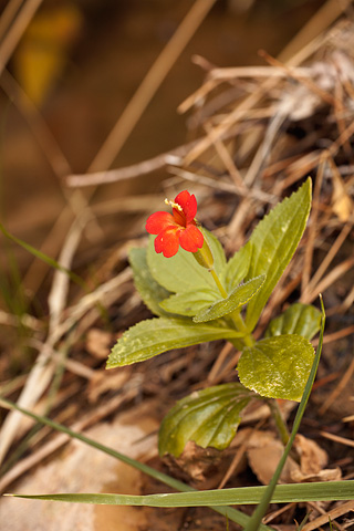 Scarlet Monkeyflower (Mimulus cardinalis). Zion National Park - October 17, 2008.