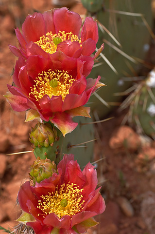 Plains Pricklypear (Opuntia polyacantha). Zion National Park - May 29, 2005.