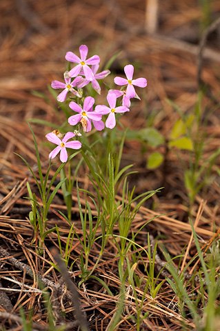 Longleaf Phlox (Phlox longifolia). Zion National Park - June 12, 2010.