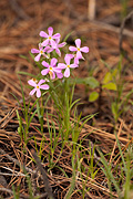 Longleaf Phlox (Phlox longifolia) - Zion National Park