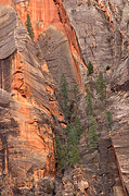 Evergreens embedded in the cliff side - Zion National Park