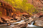 Fall color descends upon the canyon floor - Zion National Park