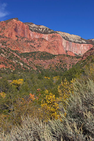 Fall color and Horse Ranch Mountain. Zion National Park - September 29, 2006.